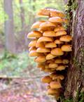Flammulina velutipes